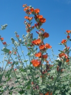 small flower globe mallow (Sphaeralcea parvifolia)