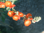 small flower globe mallow (Sphaeralcea parvifolia)