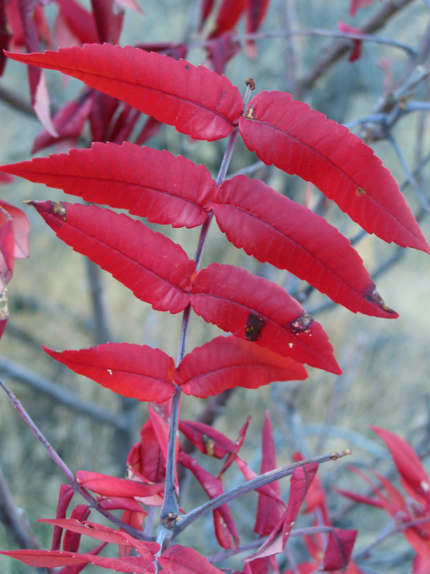 Smooth Sumac (Rhus glabra)