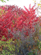 Smooth sumac (Rhus glabra)