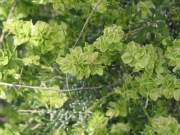 Spiny Hopsage (Grayia spinosa) 