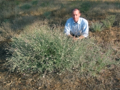 spotted knapweed and diffuse knapweed (Centaurea maculosa and Centaurea diffusa)