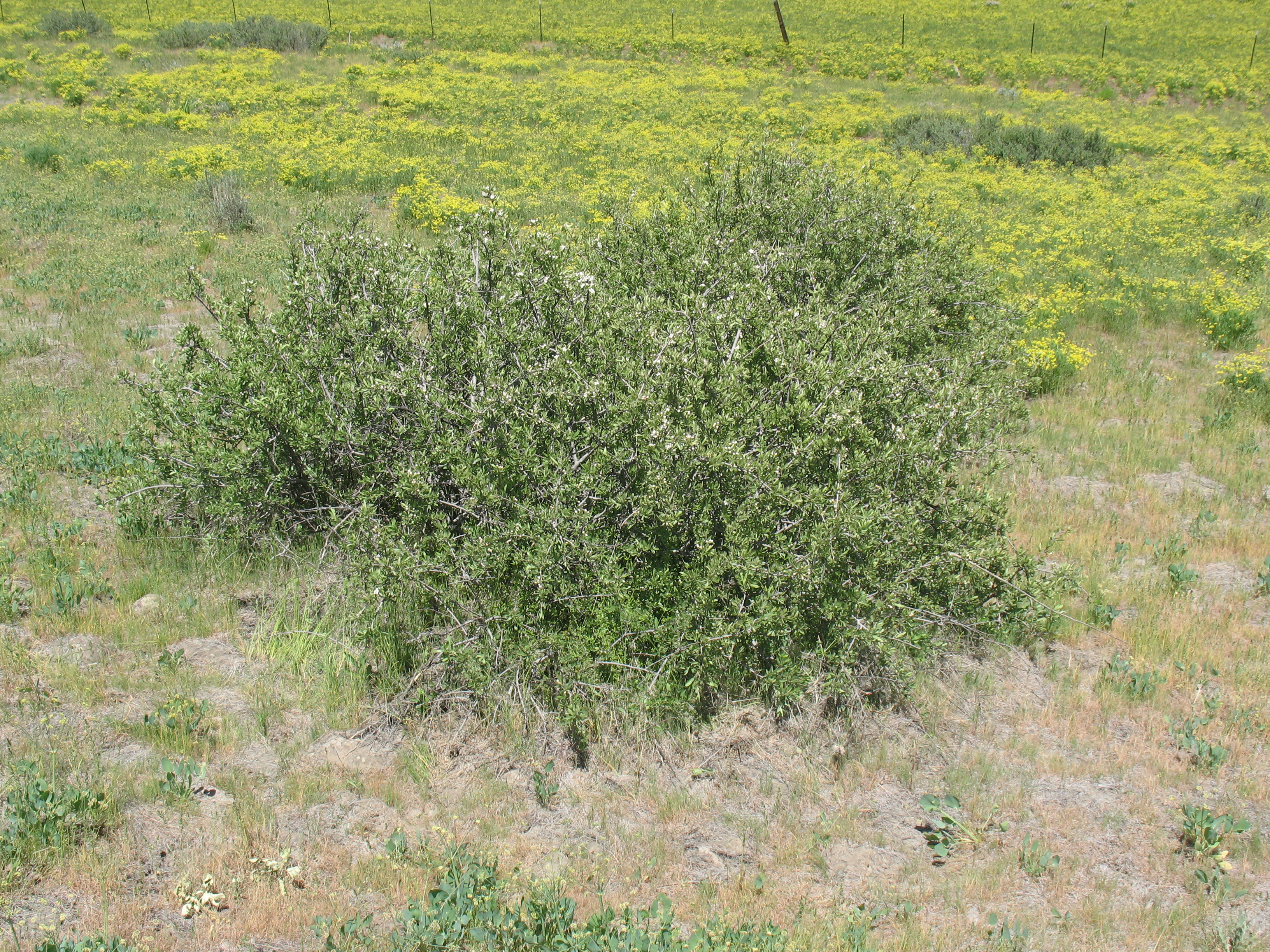 Wild Crab Apple (Peraphyllum ramosissimum)