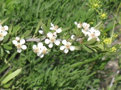Wild Crab Apple (Peraphyllum ramosissimum)
