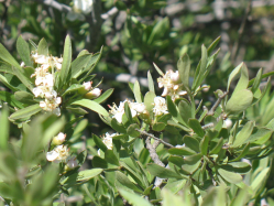 Wild Crab Apple (Peraphyllum ramosissimum)