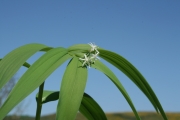 starry false lily of the valley, false Solomons seal