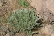 stiff sagebrush, scabland sagebrush (Artemisia rigida)