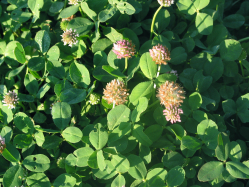 strawberry clover (Trifolium fragiferum )
