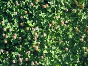 strawberry clover (Trifolium fragiferum ) 