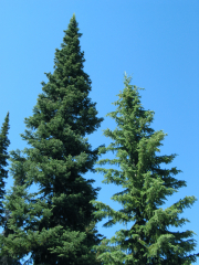 Englemann Spruce (Picea engelmannii)
