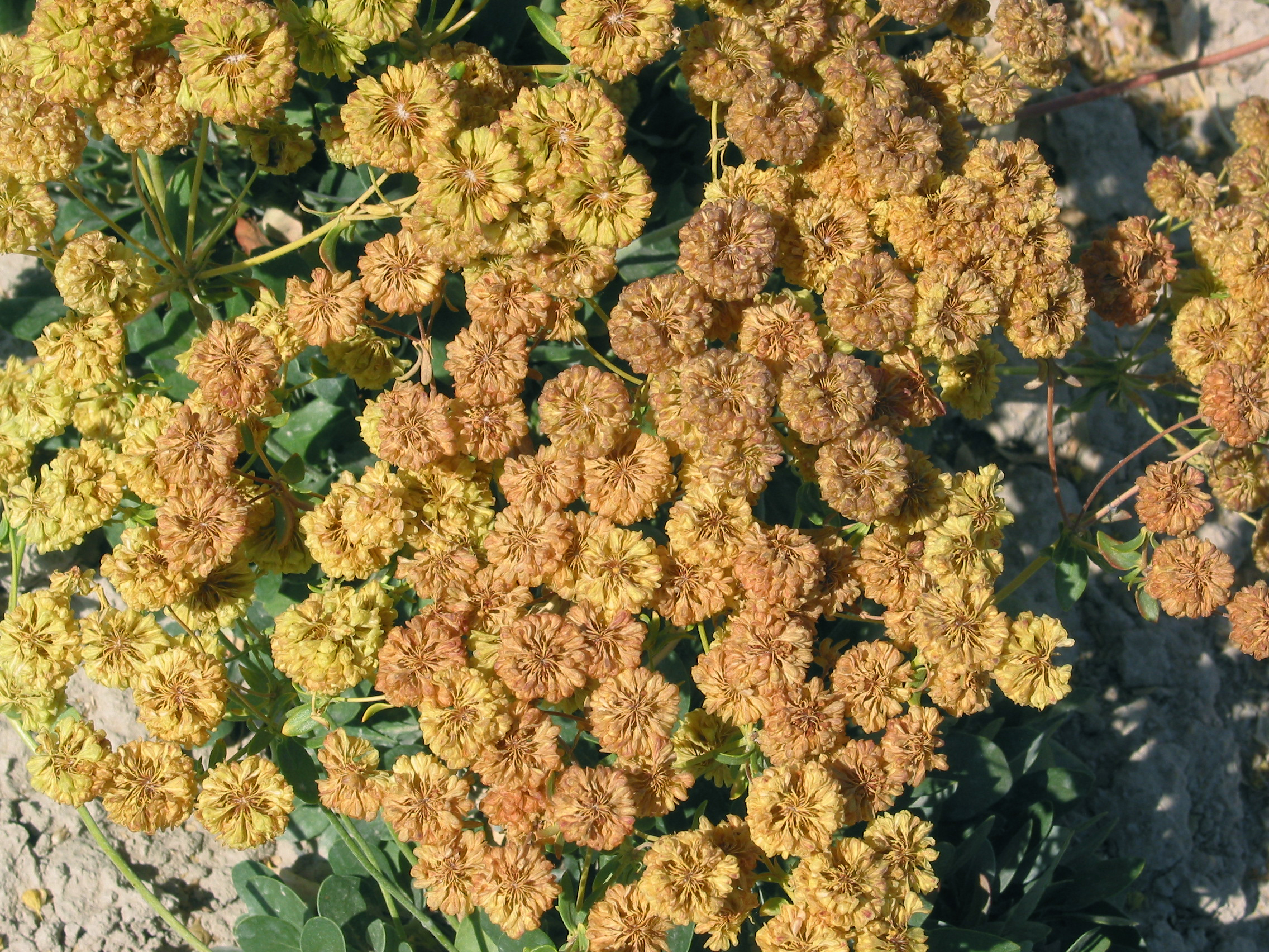 sulphur-flowered buckwheat, sulphur buckwheat (Eriogonum umbellatum)