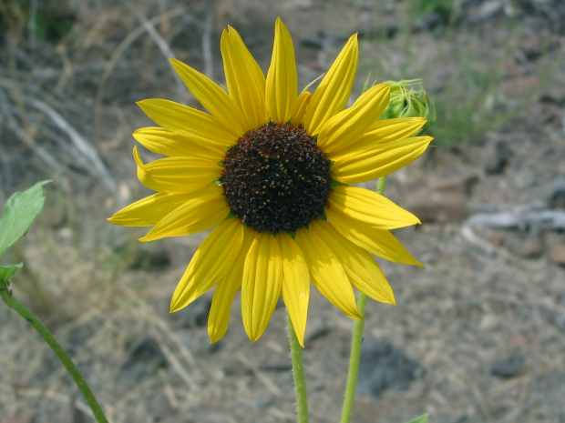 Sunflower (Helianthus annuus) 