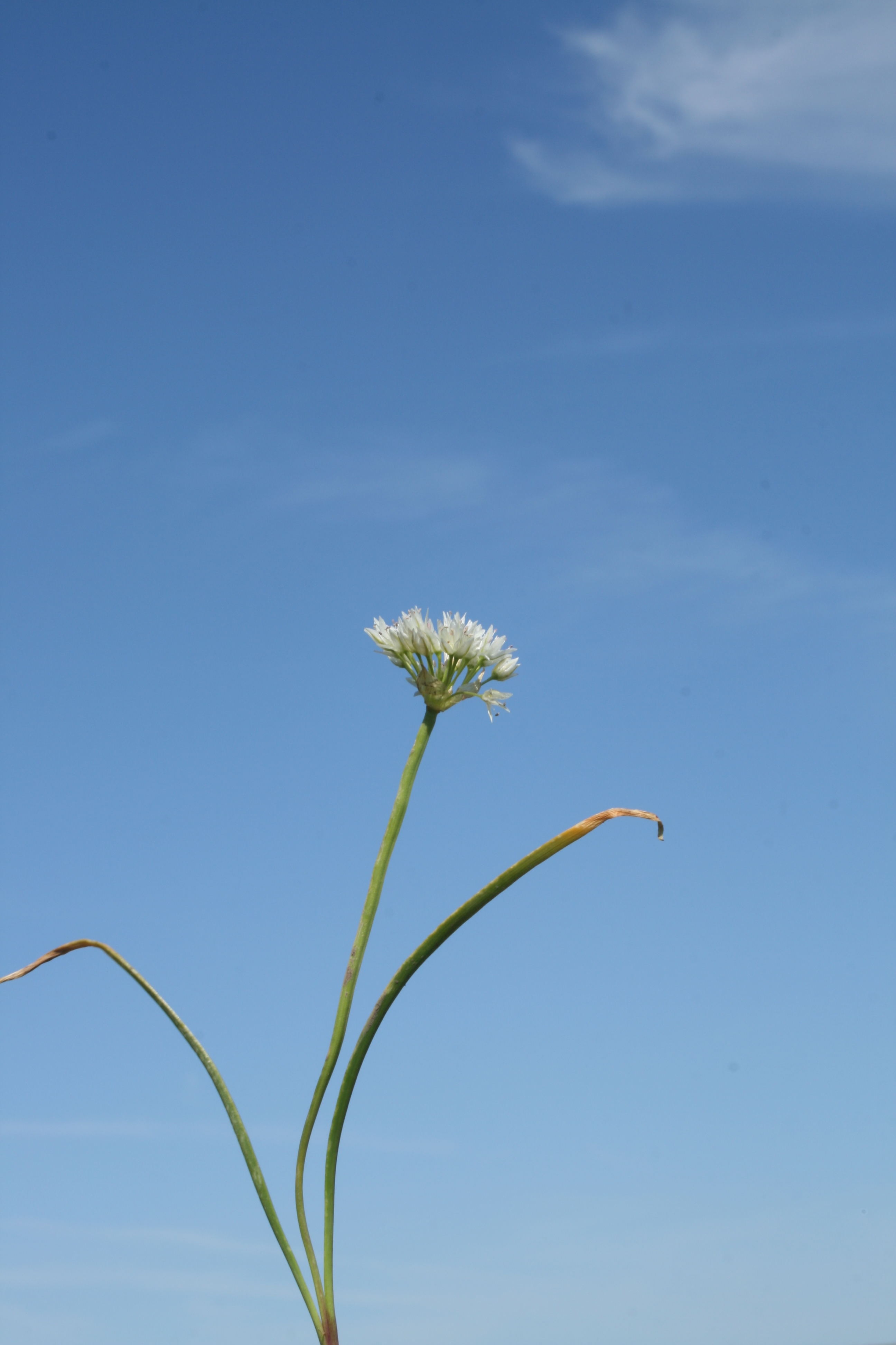 swamp onion (Allium madidum)