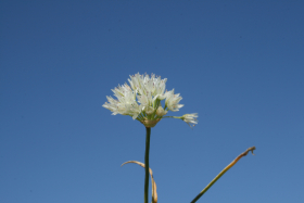 swamp onion (Allium madidum)