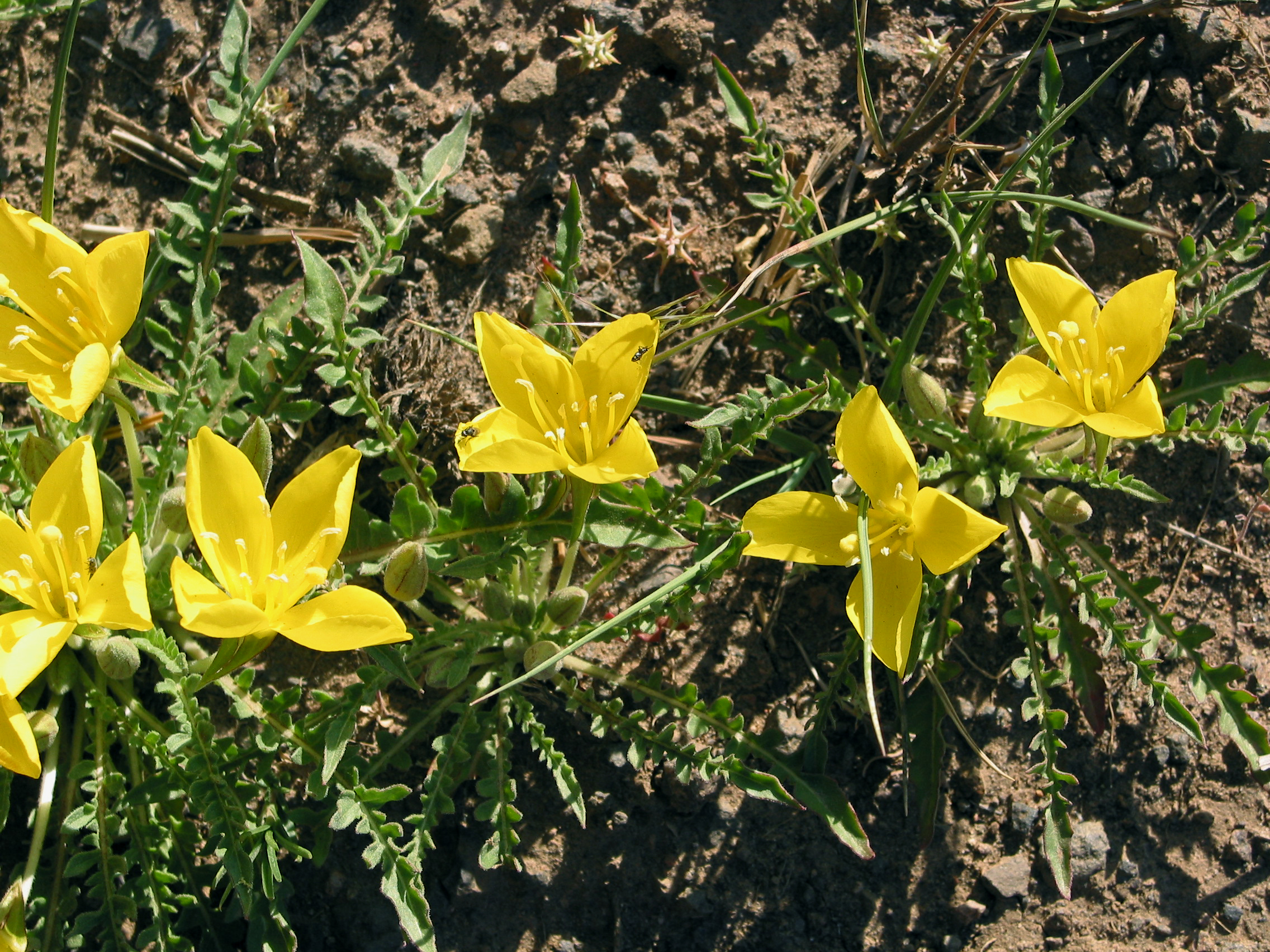 tansey-leaf evening primrose (Oenothera tanacetifolia)