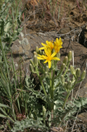 taper-tip hawksbeard (Crepis acuminata)
