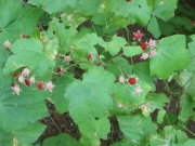 thimbleberry (Rubus parviflorus)
