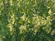 threadstalk milkvetch, basalt milkvetch (Astragalus filipes)
