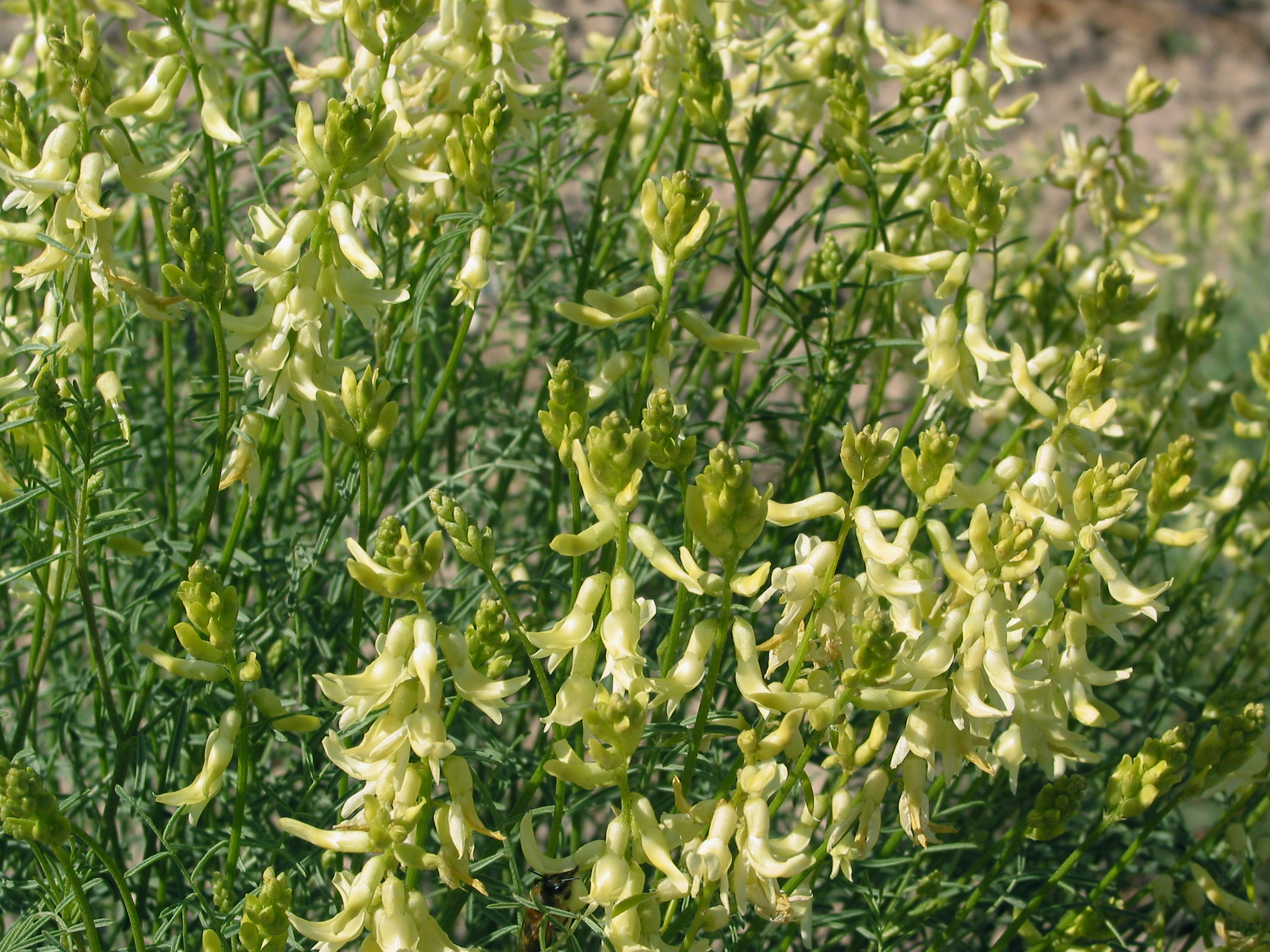 threadstalk milkvetch, basalt milkvetch (Astragalus filipes) 
