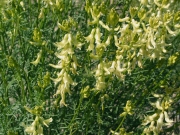 threadstalk milkvetch, basalt milkvetch (Astragalus filipes) 
