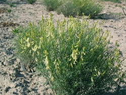 threadstalk milkvetch, basalt milkvetch (Astragalus filipes) 
