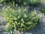 threadstalk milkvetch, basalt milkvetch (Astragalus filipes) 
