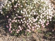 thymeleaf buckwheat (Eriogonum thymoides)