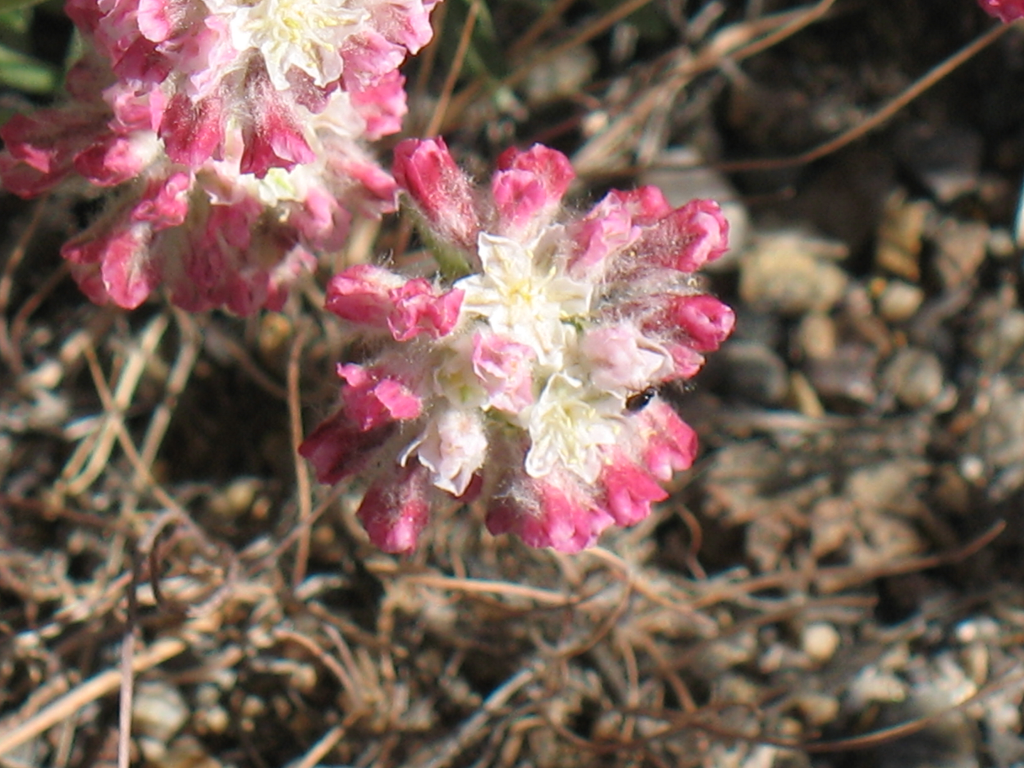 thymeleaf buckwheat (Eriogonum thymoides)