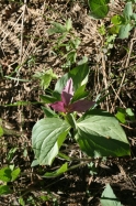trillium (Trillium ovatum)