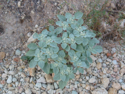 turkey mullein, doveweed (Eremocarpus setigerus)