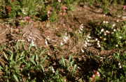 Tweedy's snowlover (Chionophila tweedyi) among other flowers