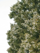 Utah Juniper (Juniperus osteosperma)