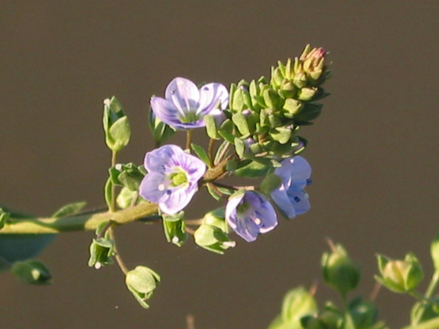 American speedwell (Veronica americana)
