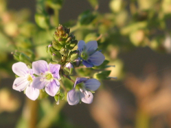 American speedwell (Veronica americana) 