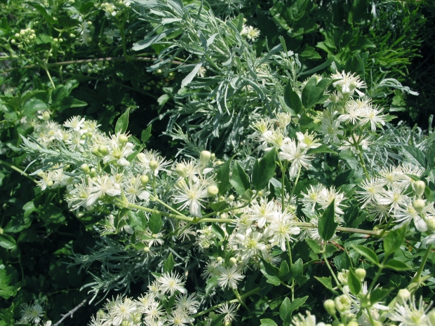 virgin's bower, western clematis (Clematis ligusticifolia)
