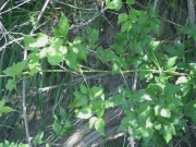 virgin's bower, western clematis (Clematis ligusticifolia)
