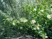 virgin's bower, western clematis (Clematis ligusticifolia)
