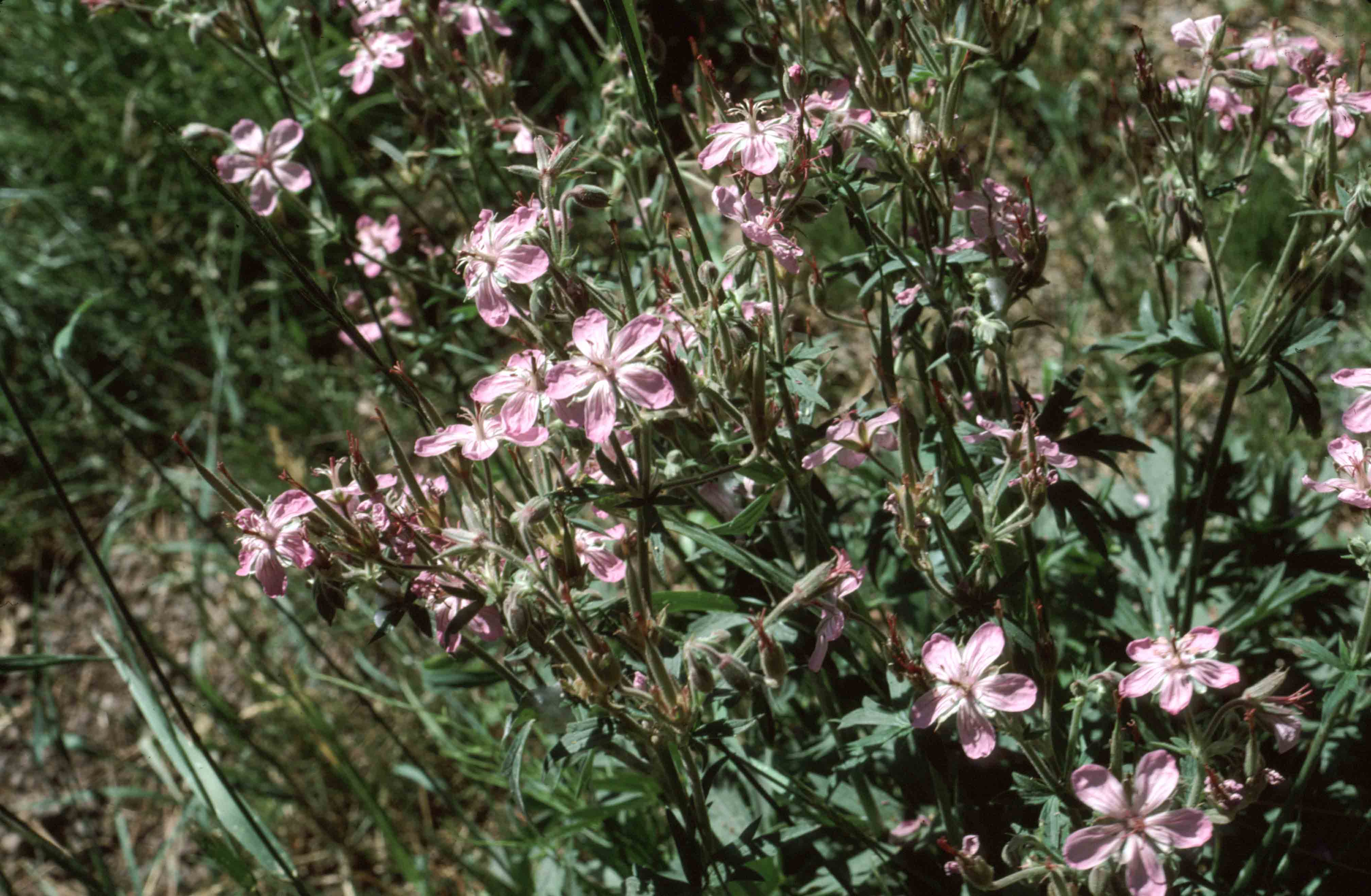 Sticky Geranium (Geranium viscosissimum)