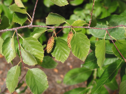 Western birch (Betula occidentalis)