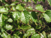 Western birch (Betula occidentalis) foliage