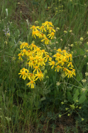 western groundsel (Senecio integerrimus)