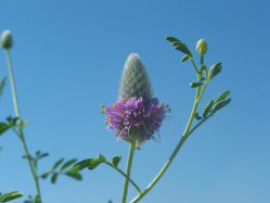 Blue Mountain prairie clover, Western prairie clover (Dalea ornata) 