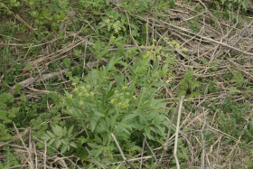 western sweet-cicely (Osmorhiza occidentalis)