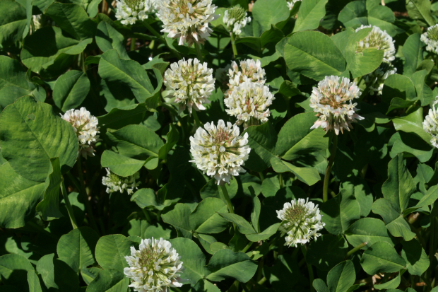 white clover, ladino clover, Dutch clover (Trifolium repens)