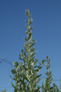 White Sagebrush (Artemisia ludoviciana ssp Ludoviciana)