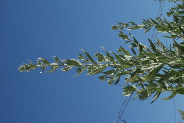 White Sagebrush (Artemisia ludoviciana ssp Ludoviciana)