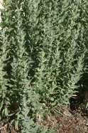 white sagebrush (Artemisia ludoviciana ssp. ludoviciana)