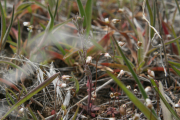 spring Whitlow-grass, spring draba (Draba verna)