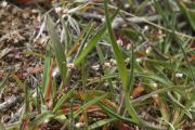 spring Whitlow-grass, spring draba (Draba verna)