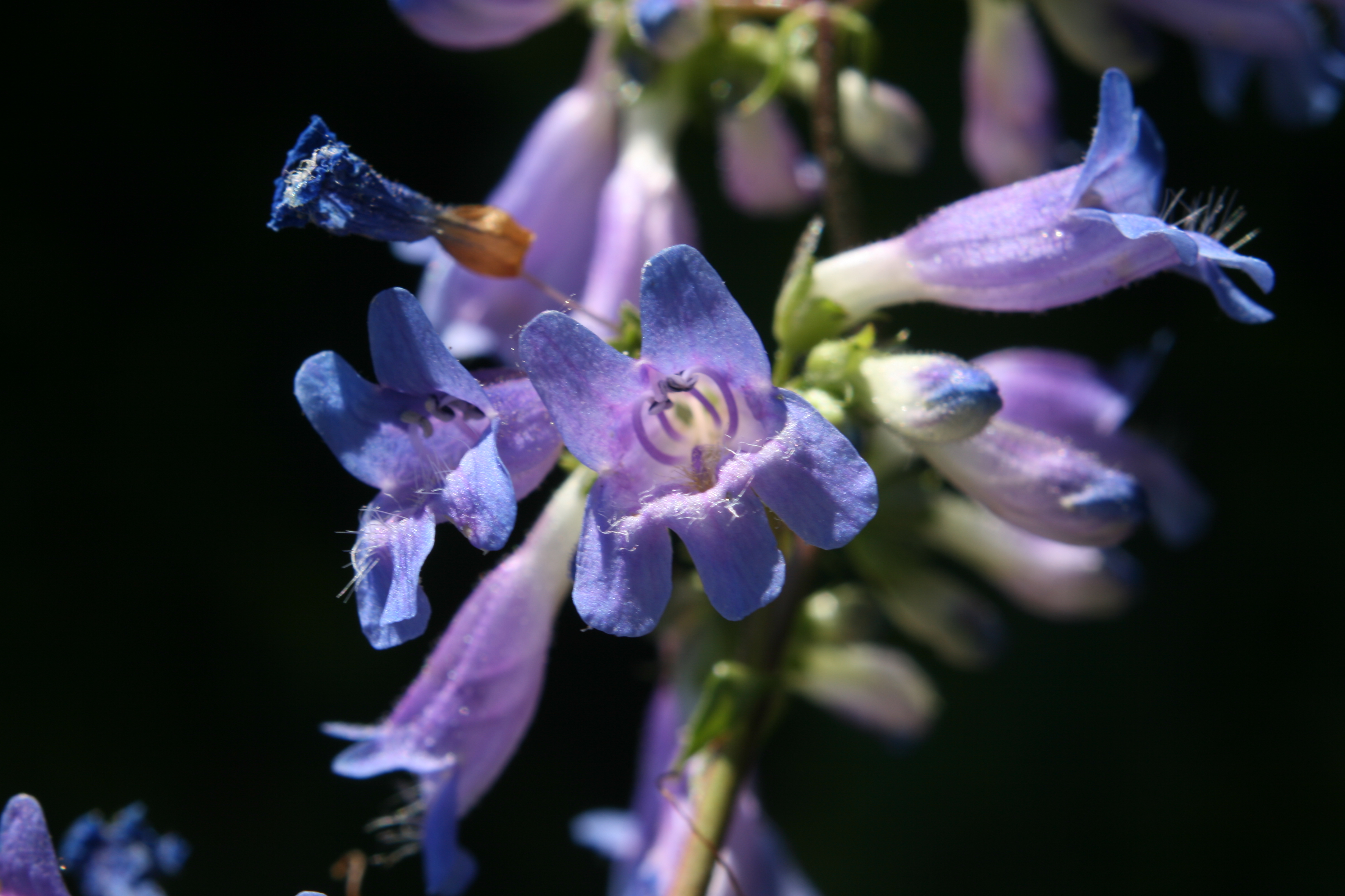 Wilcox's Penstemon (Penstemon wilcoxii)